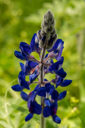 Black and red boxelder bug on a beautiful blue Lupine wildflower on a natural green background that grows in Israelの写真素材