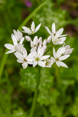 White wildflower Allium neapolitanum, Neapolitan garlic, Naples garlic, wood garlic on growing wild...