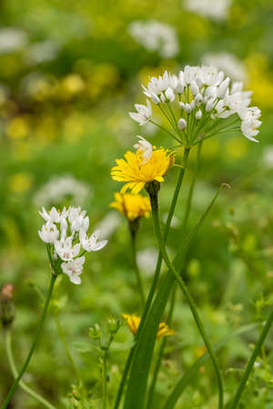 White wildflower Allium neapolitanum, Neapolitan garlic, Naples garlic, wood garlic and yellow...