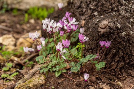 Delicate pink Cyclamens growing wild on a wooded slope in Kiryat Tivon Israel. It is the symbol of the town.の写真素材