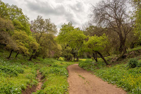 Dirt road through a woodland area in rural northern Israel.の写真素材