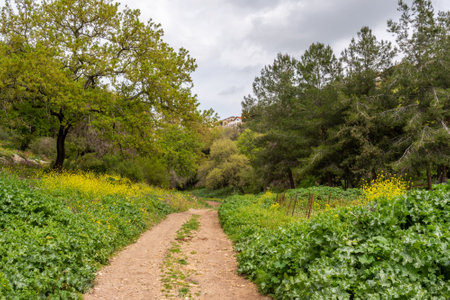 Dirt road through a woodland area in rural northern Israel.の写真素材