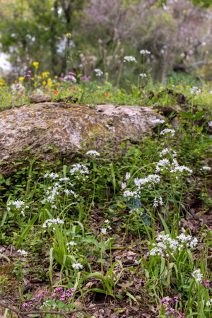 White wildflower Allium neapolitanum, Neapolitan garlic, Naples garlic, wood garlic on growing wild in a wooded area in Israel.の写真素材