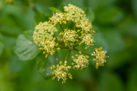Smyrnium olusatrum, common name Alexanders, is an edible cultivated flowering plant of the family...
