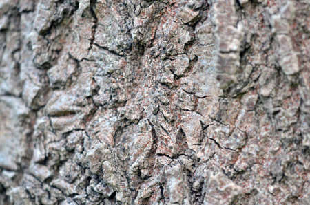Tree bark  Closeup  Macro