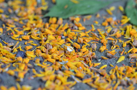 Yellow petals on the ground  Closeup  Macroの写真素材