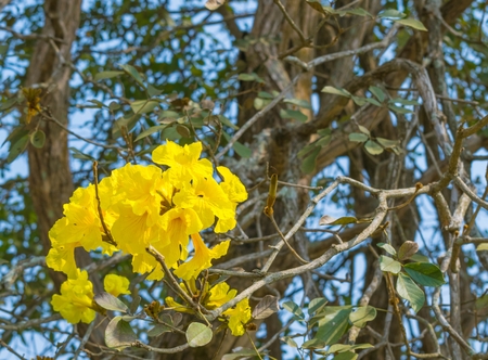 Tabebuia chrysotricha yellow flowers blossom on blue sky background