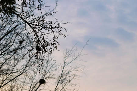 branches of a tree against blue sky close upの写真素材