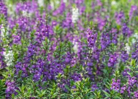 Lavender Flowersの写真素材