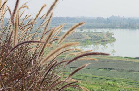 Grass Flowerの写真素材