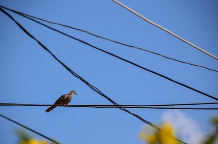 zebra doves,Geopelia striata,  resting on electric cableの写真素材