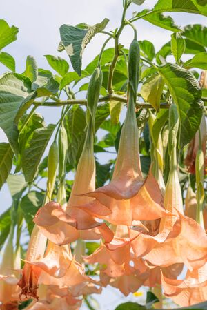Beautiful Thorn Apple (Datura fastuosa L.) flowerの写真素材