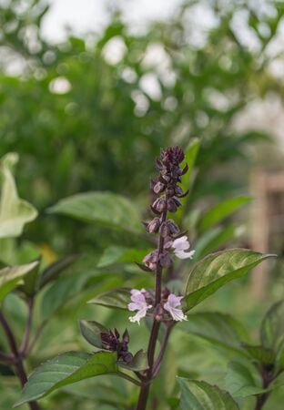 A beautiful closeup photo of basil flower in the fieldの写真素材