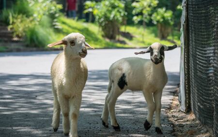 Baby lambs at Bonanza Zoo,Thailandの写真素材