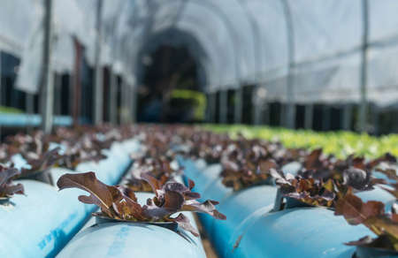 Organic hydroponic vegetables is planted in a gardenの写真素材