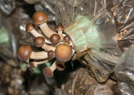 Yanagimatsutake,mushroom on spawn bags growing in a farmの写真素材