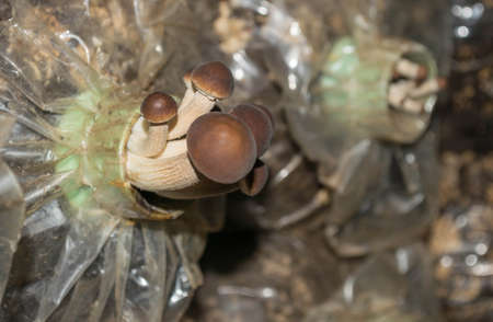 Yanagimatsutake,mushroom on spawn bags growing in a farmの写真素材