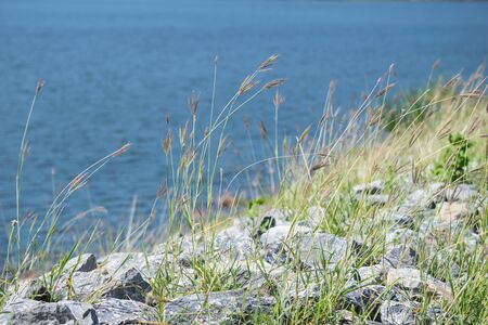 grass flowerの写真素材