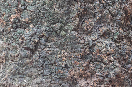 tree bark in the backgroundの写真素材