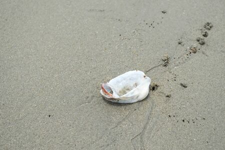 Sea shells on sandy beach. Summer sand backgroun