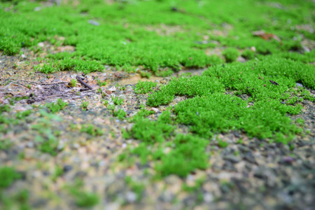 Green mos on the groundの写真素材