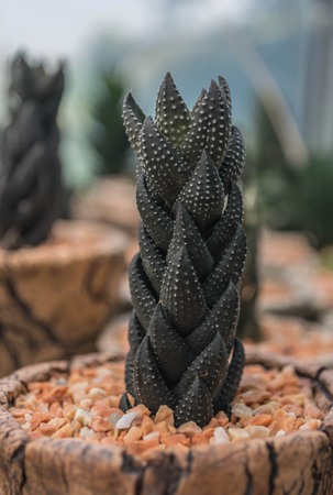 cactus plants in gardenの写真素材