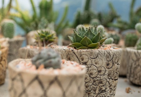 cactus plants in gardenの写真素材