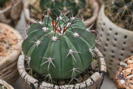 Melocactus sp.. in the gardenの写真素材
