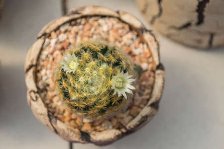 cactus plants in gardenの写真素材