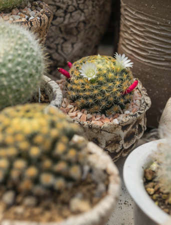 cactus plants in gardenの写真素材