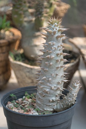 cactus plants in gardenの写真素材