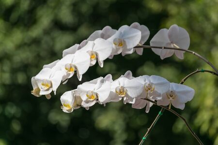 White orchid in the gardenの写真素材