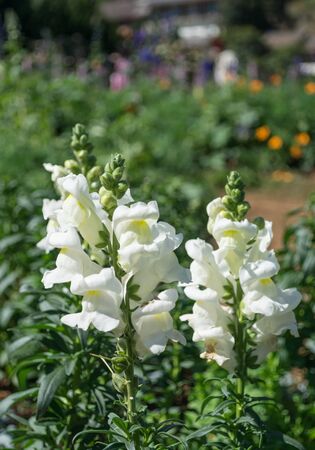 Blossom Snapdragons , Antirrhinum majus, in gardenの写真素材