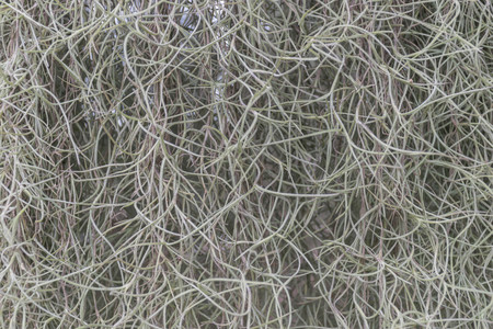 Spanish moss in natureの写真素材