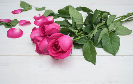 Pink rose on white wooden background close-upの写真素材