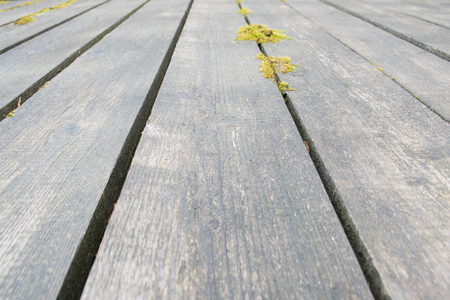 Old vintage planked wood with mossの写真素材