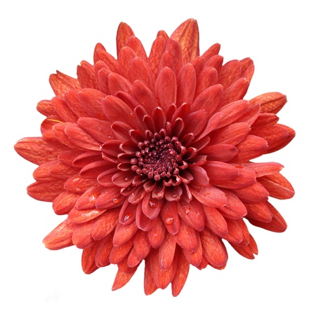 red flower                               の写真素材