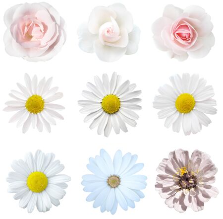 collage white flowersの写真素材