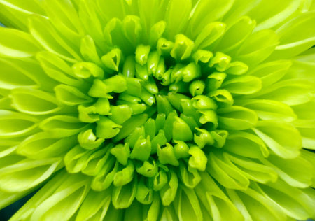 green flowerの写真素材