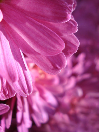 pink chrysanthemumの写真素材