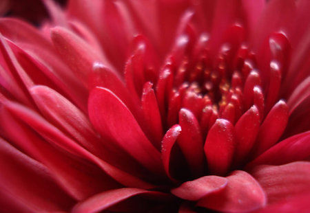 red flowerの写真素材