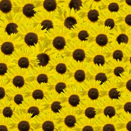 Sunflowers backgroundの写真素材