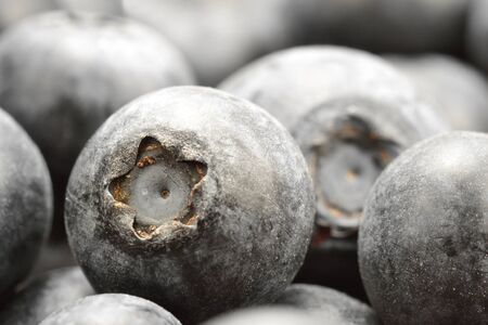 blueberryの写真素材