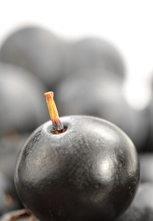 blueberryの写真素材