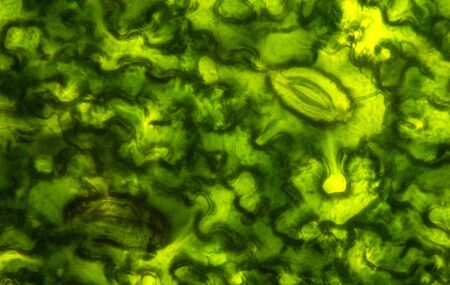 Stoma, the manner in Which the plant produces the oxygenの写真素材