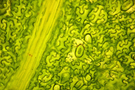 Stoma, the manner in Which the plant produces the oxygen