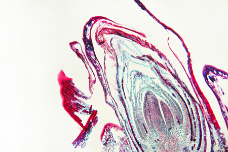 Microscopic preparation, tissue plant, stomataの写真素材