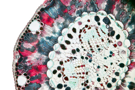 Microscopic preparation, tissue plant, stomataの写真素材