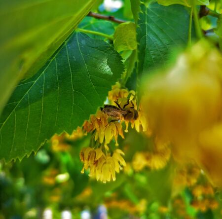 Busy honey bee gathering polen from blossomed linden flowers Dの写真素材