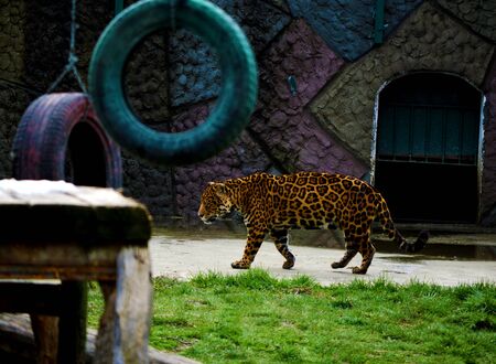 Big, feroucios wild cat walking in zoo enclosureの写真素材